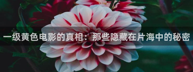 樱花影院福利：一级黄色电影的真相：那些隐藏在片海中的秘密