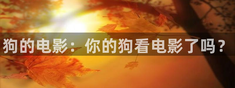 樱花视频热门电视剧