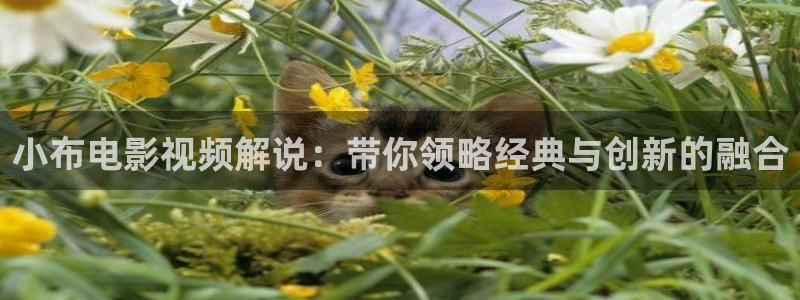樱花视频黄版